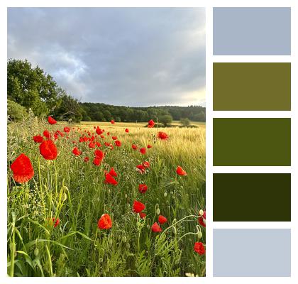 Corn Poppy Nature Meadow Image